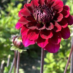Dahlia Senior's Darkness