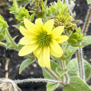 Silphium mohrii