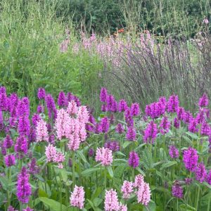 Stachys 'Summer Romance'