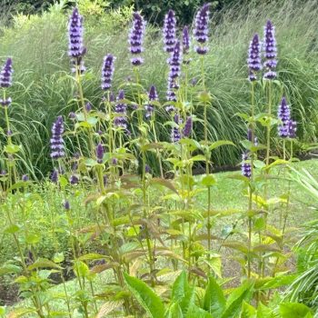 Agastache foeniculum