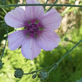 Althaea cannabina