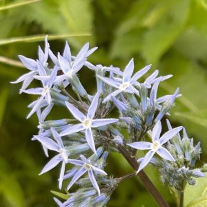 Amsonia tabernaemontana 'Blue Star'
