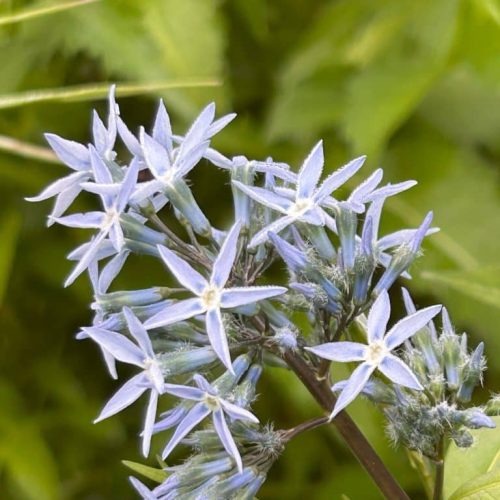 Amsonia