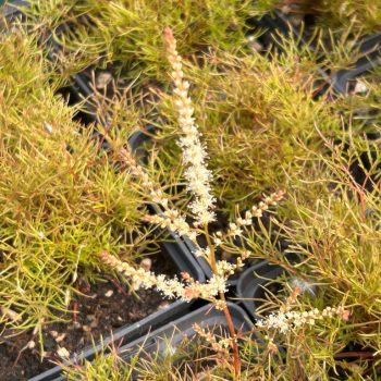 Aruncus 'Fairy Hair'