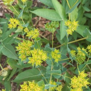 Bupleurum rotundifolium 'Griffitti'