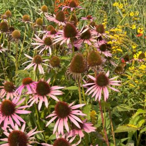 Echinacea purpurea