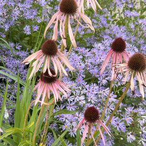 Echinacea pallida