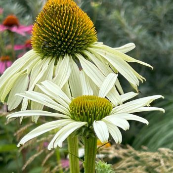 Echinacea 'Alba'
