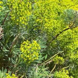 Euphorbia characias subsp. wulfenii