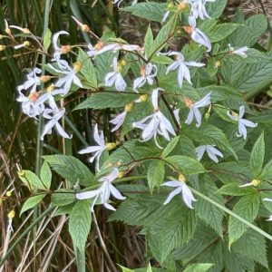 Gillenia trifoliata