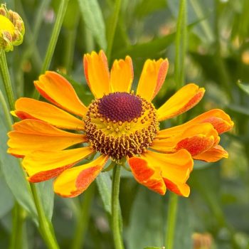 Helenium 'Rauchtopas'