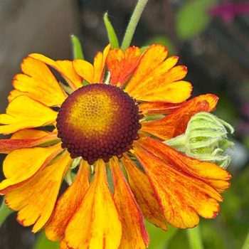 Helenium 'Sahin's Early Flowerer'