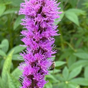 Liatris spicata 'Kobold'