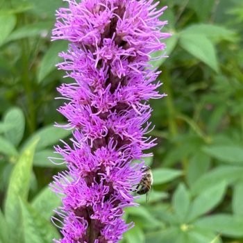 Liatris spicata 'Kobold'