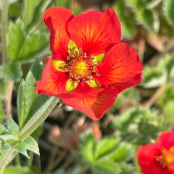 Potentilla 'Gibson's Scarlet'