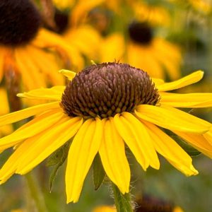 Rudbeckia fulgida 'Goldsturm'