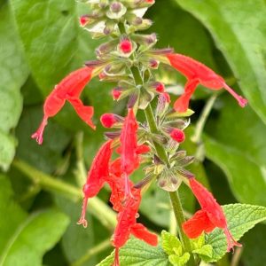 Salvia 'Scarlet Sage'