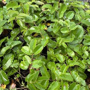 Sanguisorba officinalis 'Tanna'