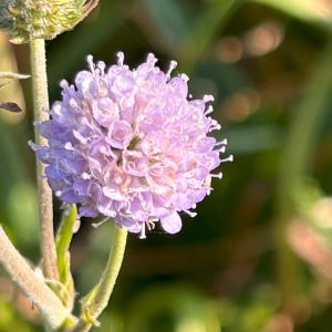 Succisella inflexa 'Frosted Pearls'