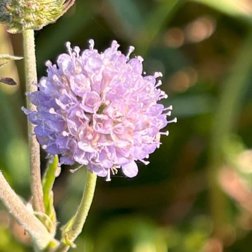 Succisella infl 'Frosted Pearls'