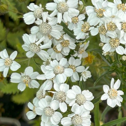 Achillea ptarmica