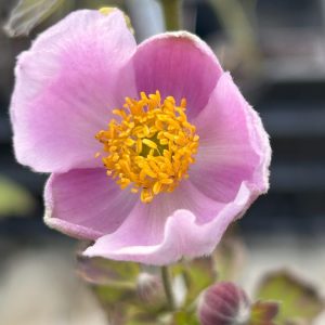 Anemone hupehensis 'Splendens'
