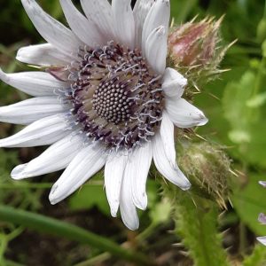 Berkheya purpurea