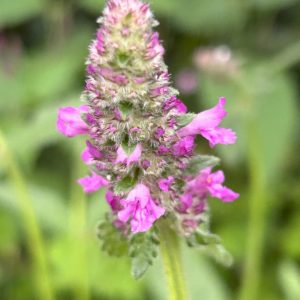 Betonica officinalis