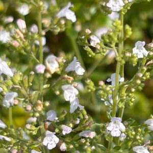 Calamintha nepeta