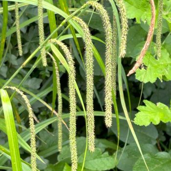 Carex pendula
