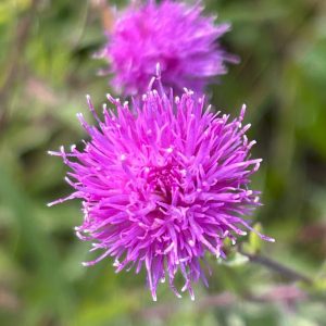 Centaurea jacea