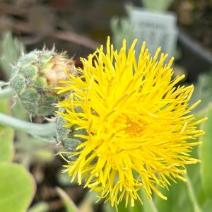 Centaurea ragusina