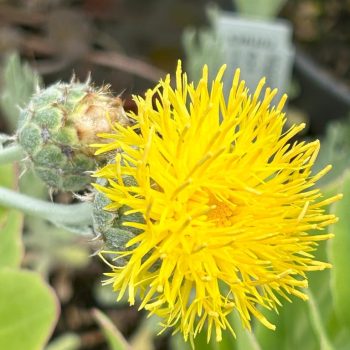 Centaurea ragusina