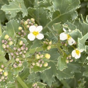 Crambe maritima