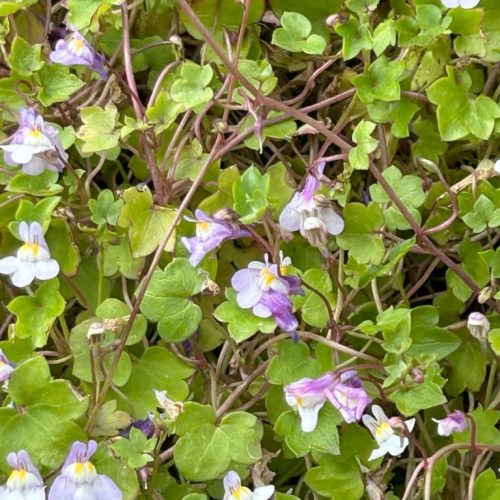 Cymbalaria officinalis