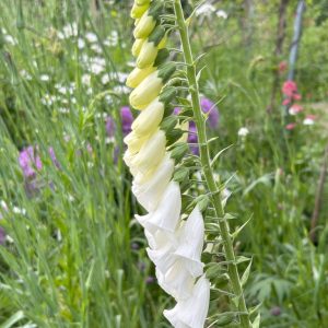 Digitalis purpurea 'Alba'