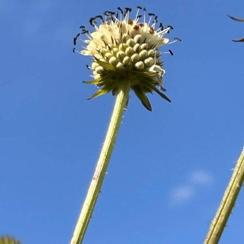 Dipsacus pilosus