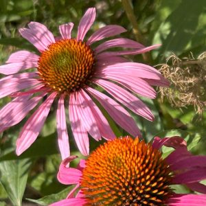 Echinacea purpurea 'Magnus'