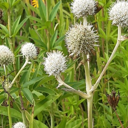 Eryngium yucifolium