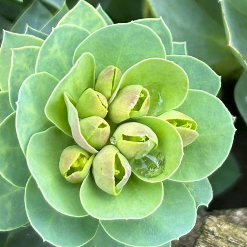 Euphorbia myrsinites