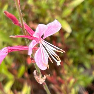 Gaura lindheimeri 'Emmeline Pink Bouquet'