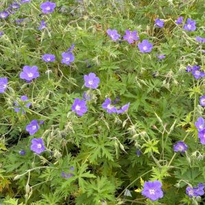 Geranium 'Brookside'