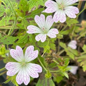 Geranium 'Katherine Adele'