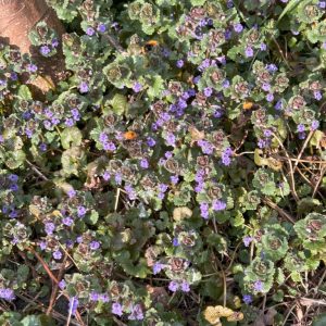 Glechoma hederacea