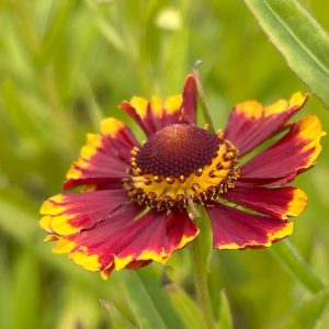Helenium autumnale 'Helena Red Shades'