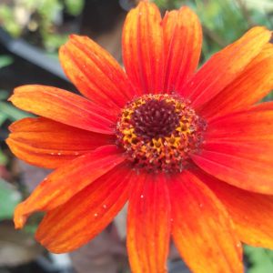 Heliopsis helianthoides var. scabra 'Bleeding Hearts'