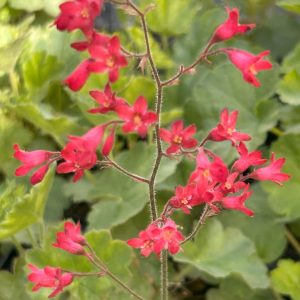 Heuchera 'Leuchtkäfer'