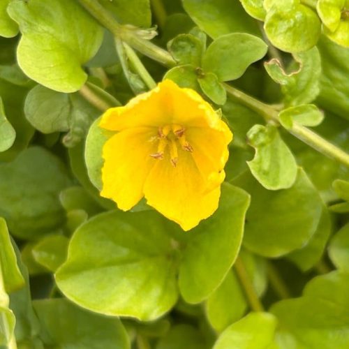 Lysimachia nummularia