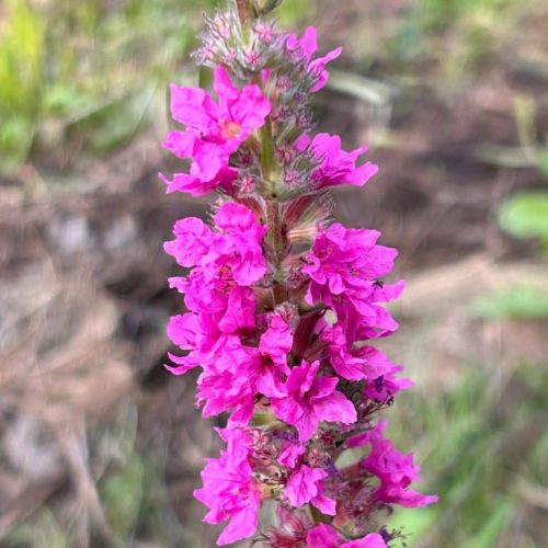 Lythrum salicaria