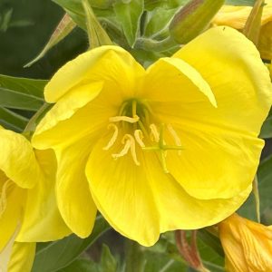 Oenothera glazioviana